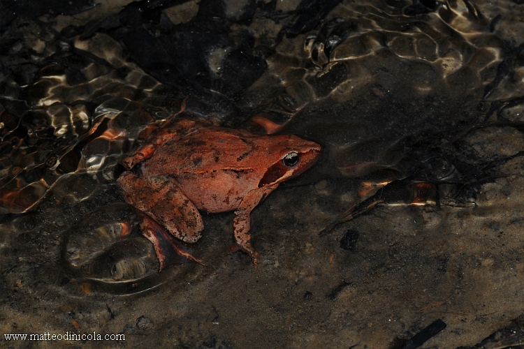 Rane rosse lombarde